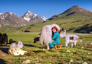 Milking yak in summer under the Mongolian Altai Mountains
