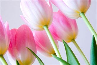 Blooming pink tulip flowers