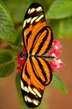 Numata Longwing Butterfly