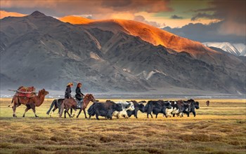 Natural movements of Mongolian nomads. Western Mongolia