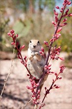 Round-tailed squirrel in Arizona