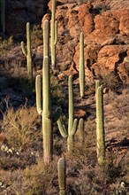 Saguaro cacti in Tucson