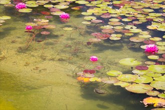 Beautiful pink lotus flowers lily pond