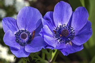 Flower of a blue anemone