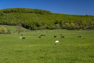Horses in a meadow in the Reitlingstal