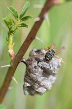 Heath field wasp