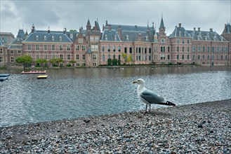 Seagull and the Binnenhof House of Parliament and the Hofvijver lake. The Hague