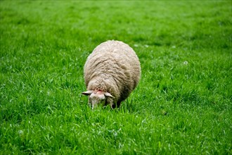 Sheep grazing on green grass meadow