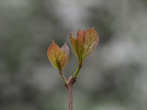 Bud produces leaf