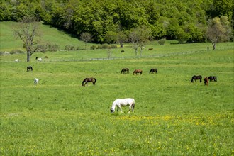 Horses in a meadow in the Reitlingstal