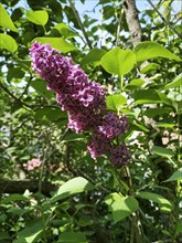 Common lilac in a garden
