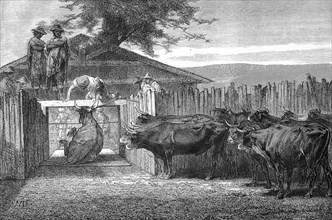 Slaughter of cattle in 1880