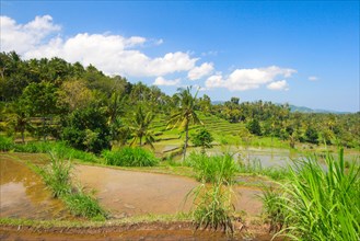 Green rice terraces on Bali island