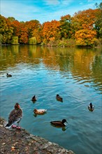 Ducks in a lake in Munich English garden Englischer garten park