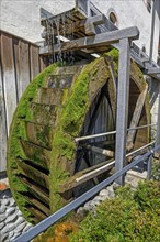 The mossy water wheel of the donkey mill from 1436