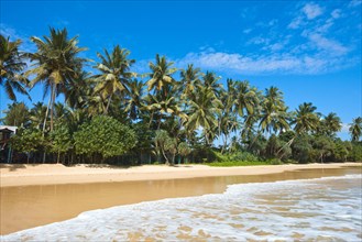 Tropical paradise idyllic beach Sri Lanka
