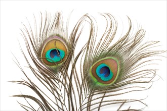 Two peacock plumes close up