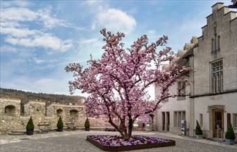 Magnolia in bloom in the courtyard of Schloss Laufen am Rheinfall