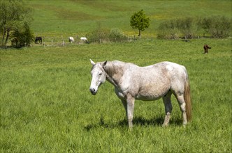 Horse in a meadow in the Reitlingstal