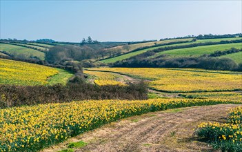 Daffodil farm in Cornwall from a drone