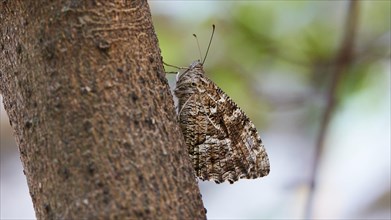 Moth