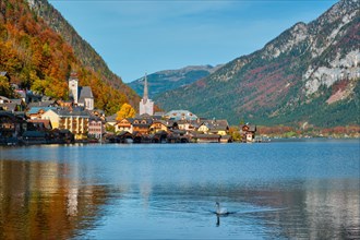 Austrian tourist destination Hallstatt village on Hallstatter See lake in Austrian alps with white swan in lake