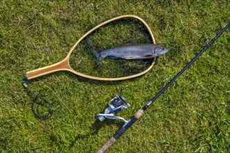Fishing rod with caught trout and landing net lies on lawn