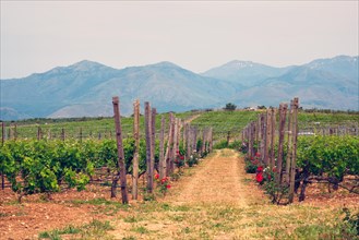 Wineyard with grape rows with roses serving as plant health indicators. Crete island