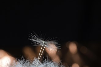 Seed umbrella of a common dandelion