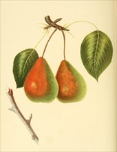 Birne der Sorte the Rostiezer Pear