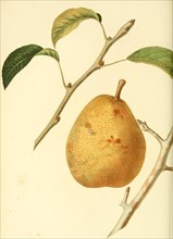 Birne der Sorte Urbaniste Pear