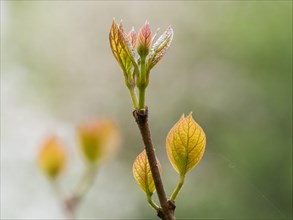 Bud produces leaf