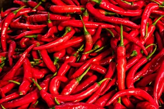 Red spicy chili peppers pile at asian market close up texture background Sardar Market