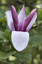 Magnolia blossom