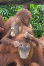 Orangutan family in zoo