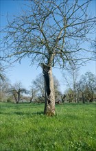 Orchard meadow as nature conservation area