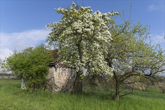 Flowering european pear