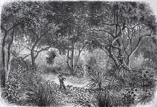 Drawing from the African rainforest in 1880 in present-day Ghana
