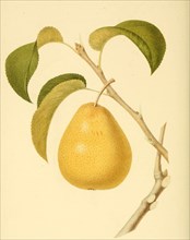 Birne der Sorte Golden Beune of Bilboa Pear