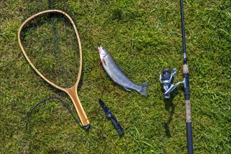 Fishing rod with caught trout and landing net lies on lawn
