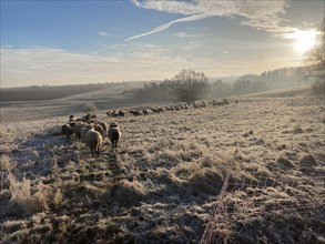 Black-headed sheep on winter pasture in the morning