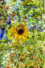 Flowers creative