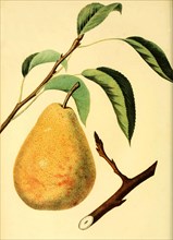 Birne der Sorte Columbia Pear