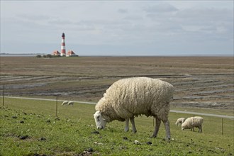 Sheep grazing on dyke in front of Westerhever lighthouse