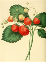 Erdbeere der Sorte the Boston Pine Strawberry