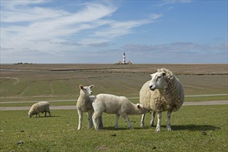 Ewe and lambs on dyke in front of Westerhever lighthouse