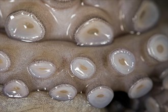 Suction cups on the tentacle of a freshly caught mexican four-eyed octopus