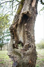 Orchard meadow as nature conservation area