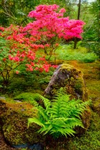 Fern and tree with colorful red leaves in Japanese garden
