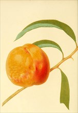 Pfirsich der Sorte Grawfords Late Peach
